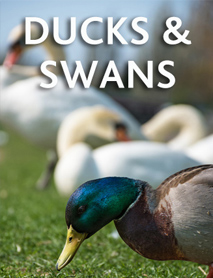 Ducks & Swans