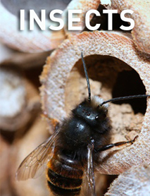 Insects