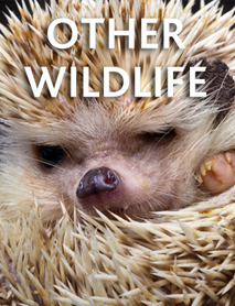 Other Wildlife