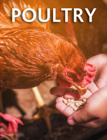 Poultry